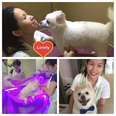 The Lovely Pets - Puppy Grooming