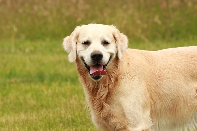 adult Golden Retriever dog