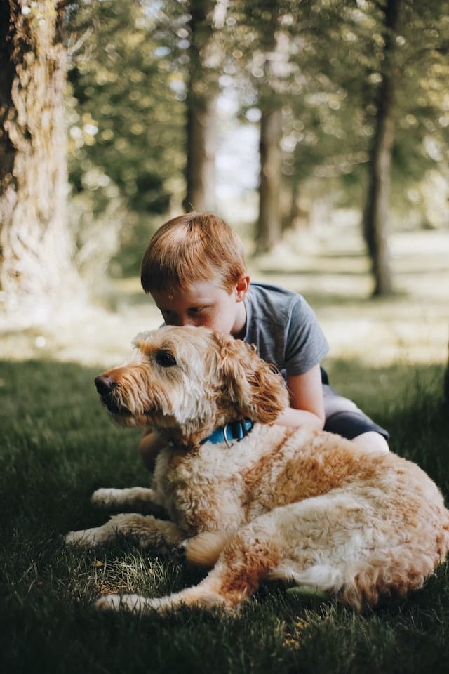 goldendoodle and boy hugging posing in Singapore