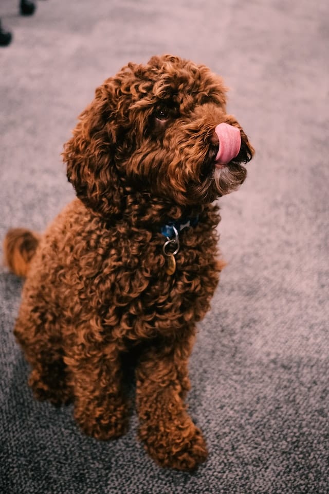 cockapoo licking for sale in singapore