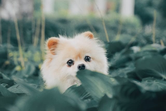 Pomeranian waiting in the field in Singapore
