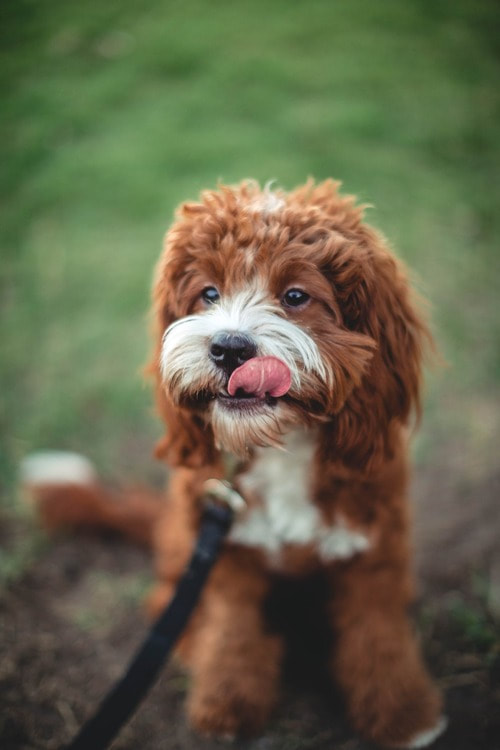 Cockapoo puppy with tongue out