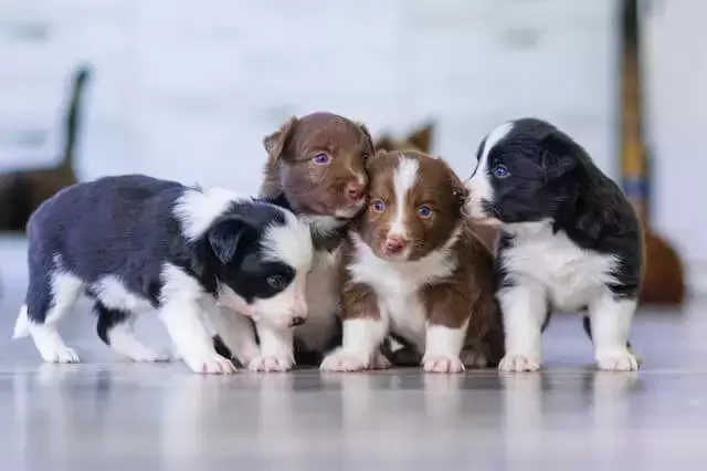border collie puppies playing together