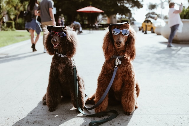 Chocolate and Red standard poodle with sunglasses and hat in singapore