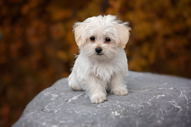 HDB approved Maltipoo puppy
