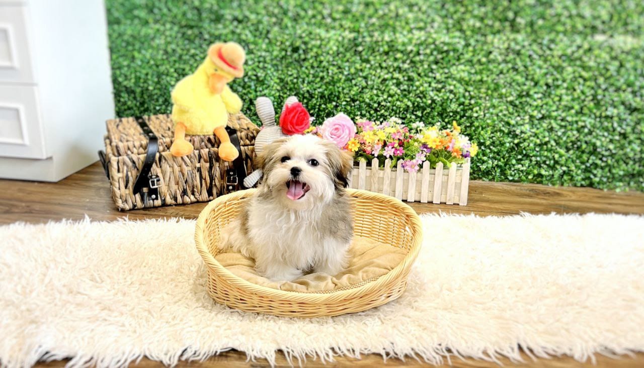 shihpoo sitting in a basket with cushion singapore