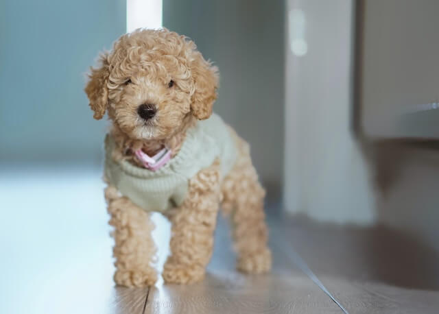 Toy Poodle standing