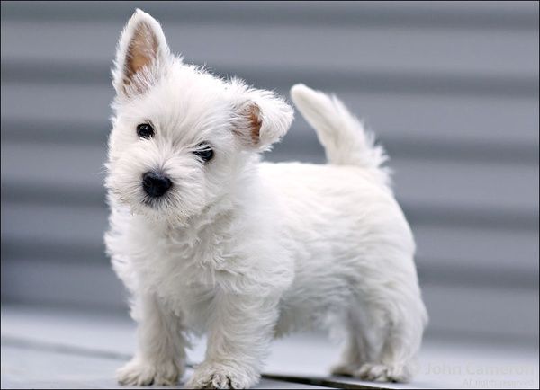 vaccinated Western Highland Terrier
